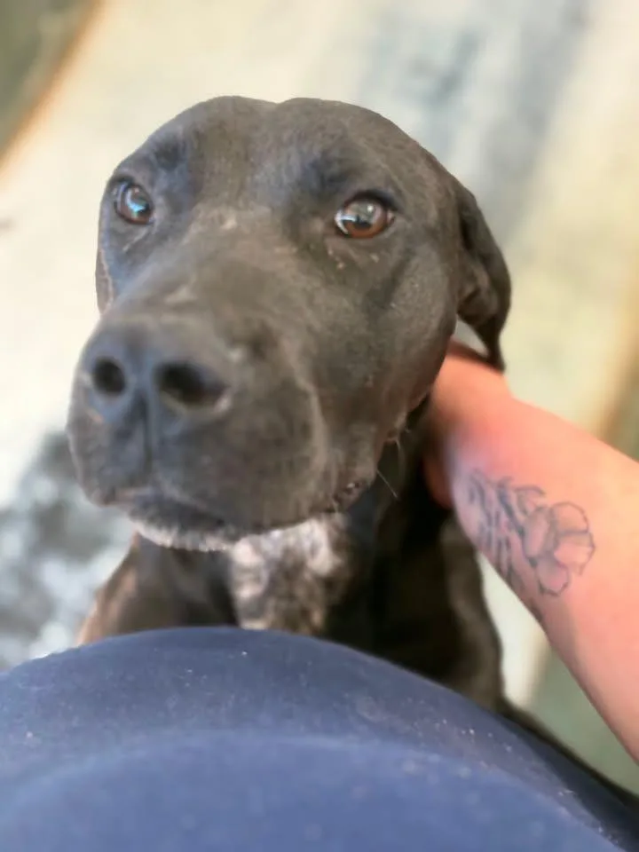 A young large-sized male Labrador Retriever dog named Zorro for adoption in Lavonia, GA