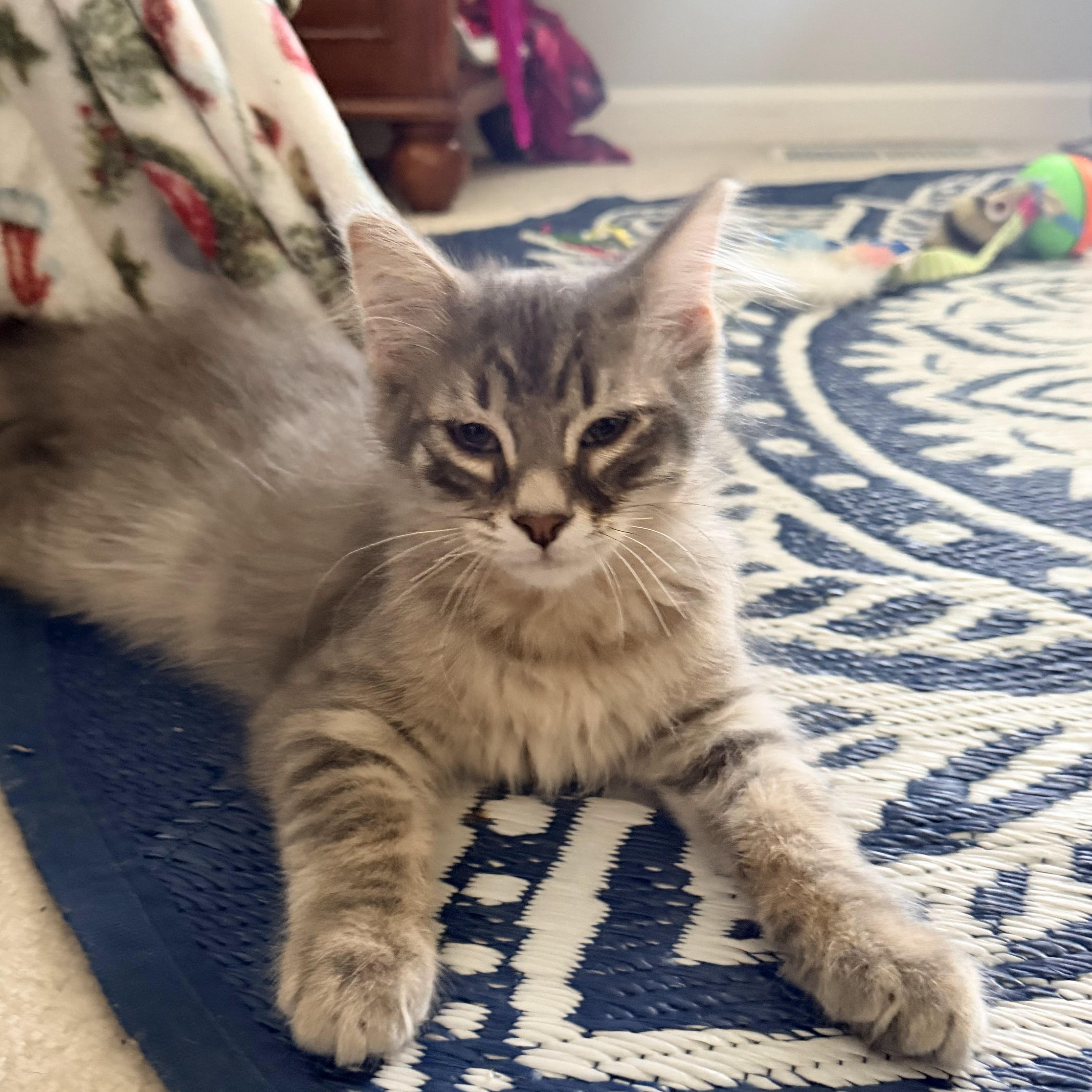 A young medium-sized male Tabby (Gray / Blue / Silver) Domestic Long Hair cat named Puff for adoption in Toledo, OH
