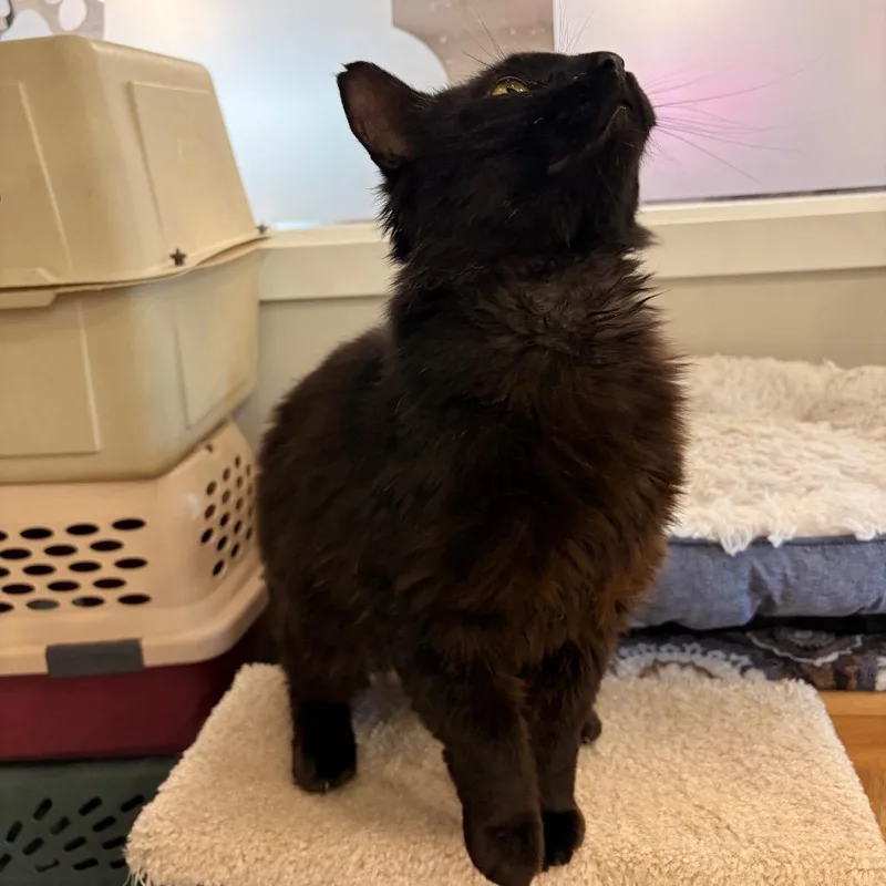 An adult large-sized male Black Domestic Medium Hair cat named Onyx for adoption in Spokane, WA