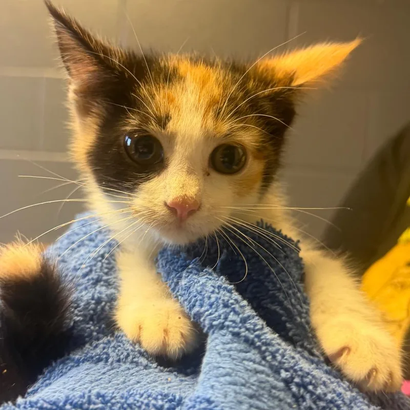 A baby small-sized female Calico Domestic Short Hair cat named Hazel for adoption in Tuscaloosa, AL