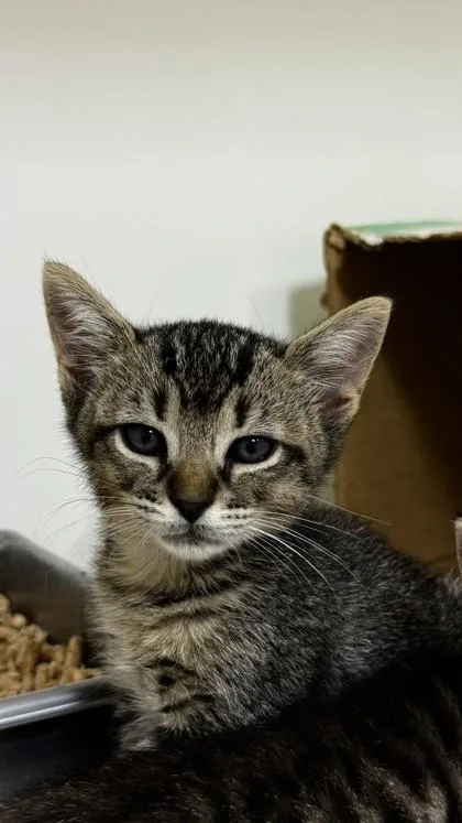 A baby small-sized male Domestic Short Hair cat named Moose for adoption in Honolulu, HI