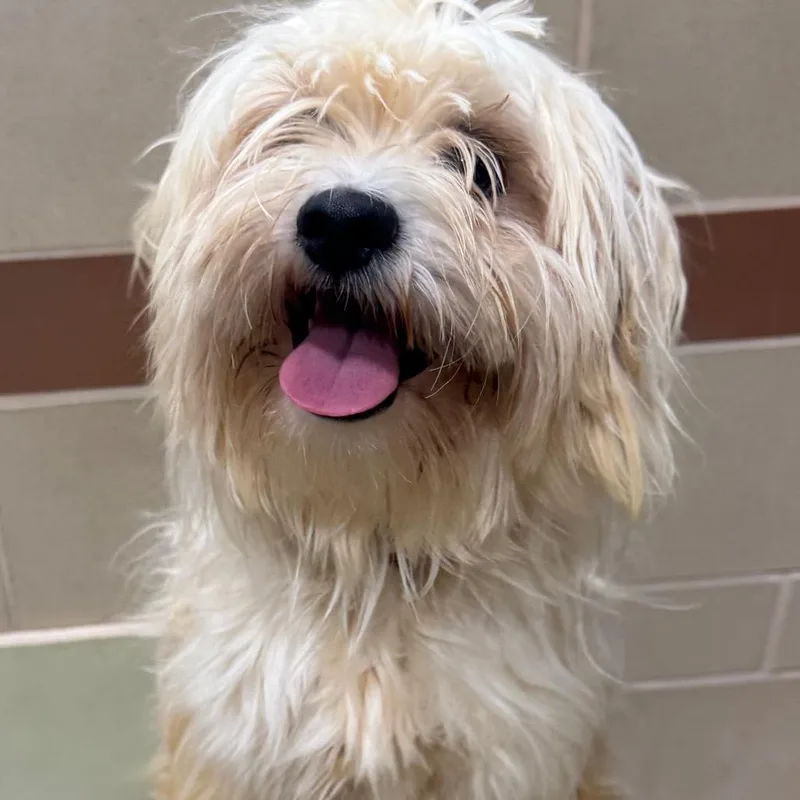 A young small-sized male Terrier dog named Bentley for adoption in Winston-Salem, NC