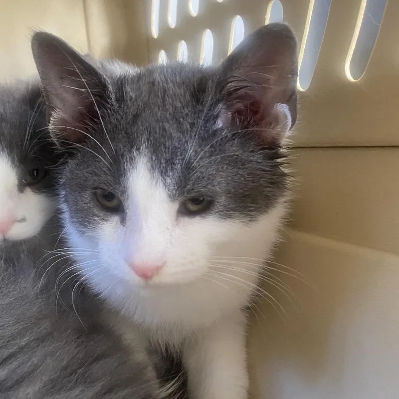 A baby small-sized male Gray / Blue / Silver Domestic Medium Hair cat named Denali for adoption in Chapel Hill, NC