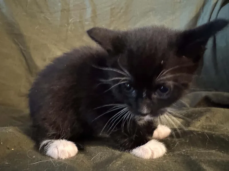A baby medium-sized female Black Domestic Short Hair cat named Lyra for adoption in Ontario, NY