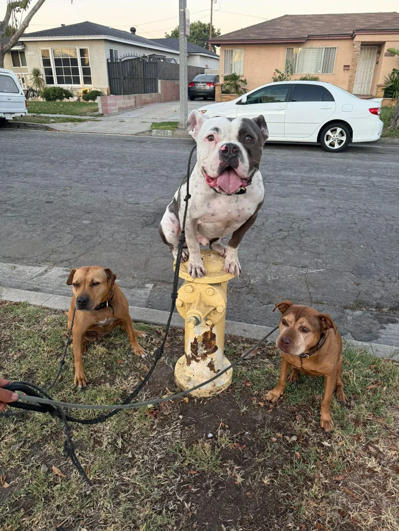 An adult large-sized male Bicolor American Bully dog named Silvio for adoption in Cool, CA