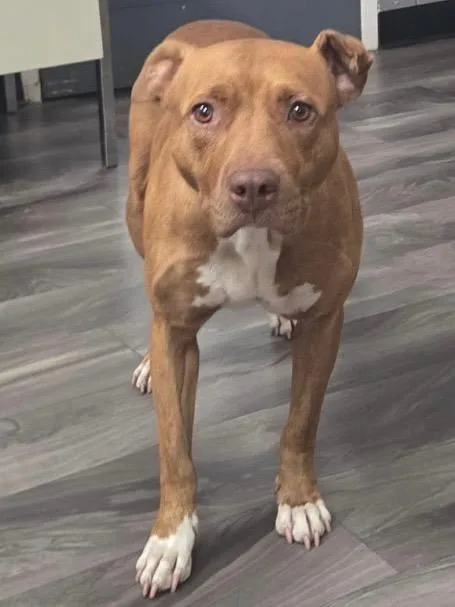 An adult medium-sized female Golden Pit Bull Terrier dog named Shakira for adoption in Trenton, NJ