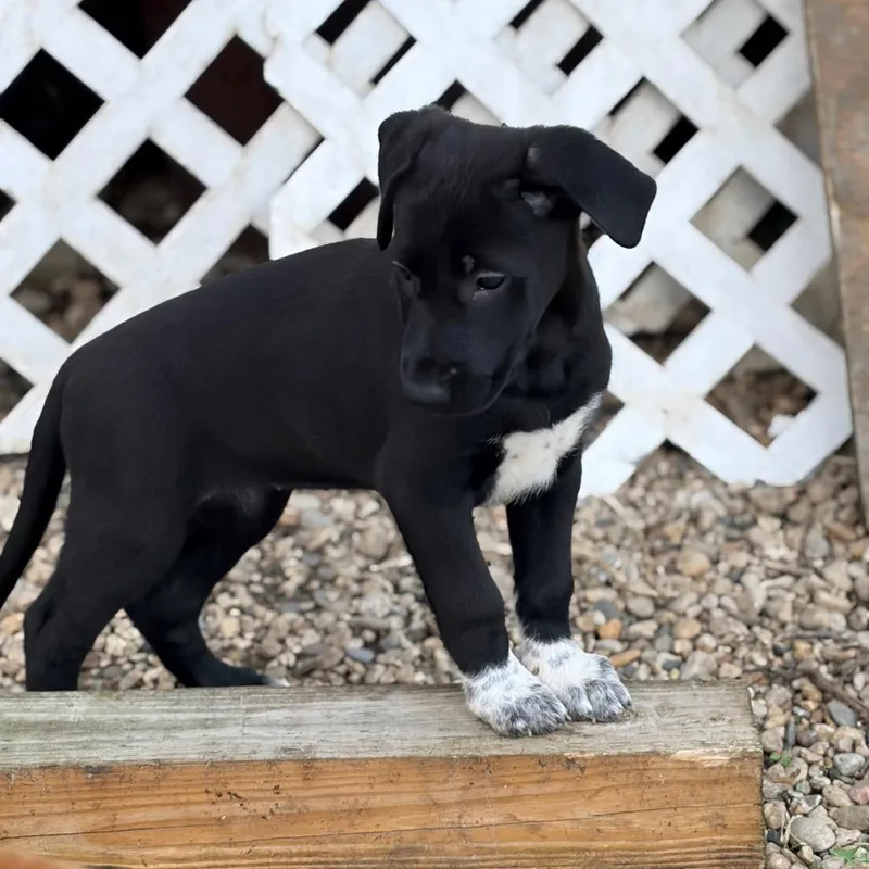 A young medium-sized female German Shepherd Dog dog named Snow White for adoption in Mokena, IL