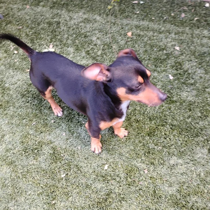 An adult small-sized male Black Dachshund dog named Ziggy for adoption in Pleasanton, CA