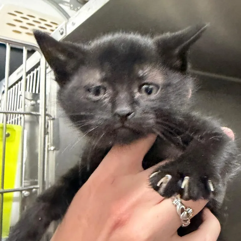 A baby small-sized female Black Domestic Short Hair cat named Velvet for adoption in Idaho Falls, ID