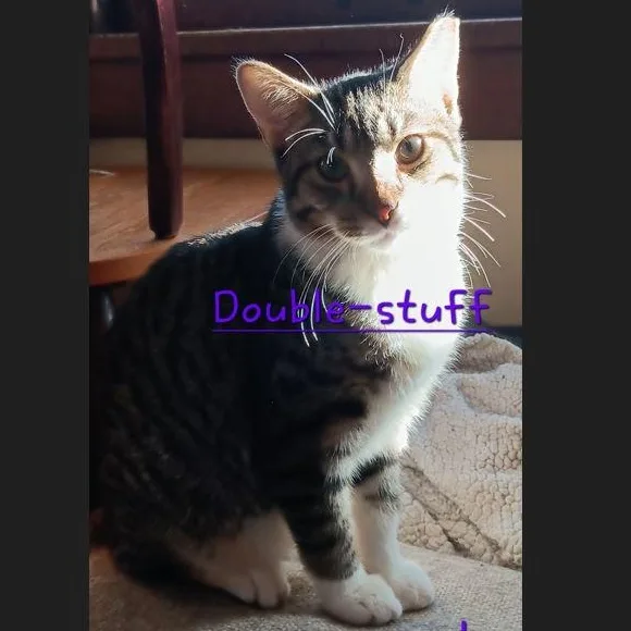 Doublestuff thumbnail 2