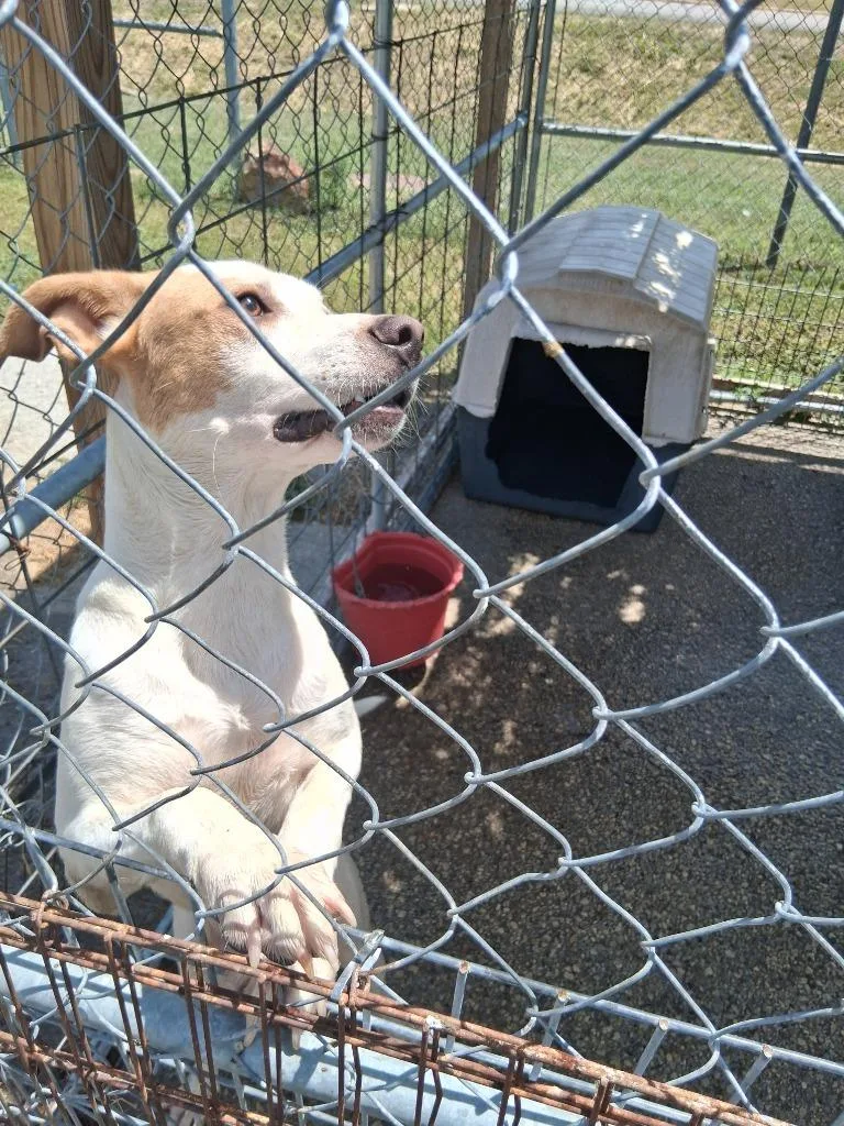 A young medium-sized male Mixed Breed dog named Zorin for adoption in Brownwood, TX