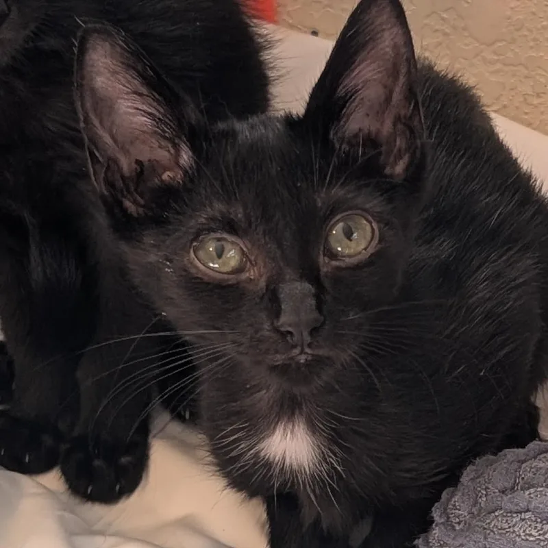 A baby small-sized female Black Domestic Short Hair cat named Sylvia for adoption in Bradenton, FL