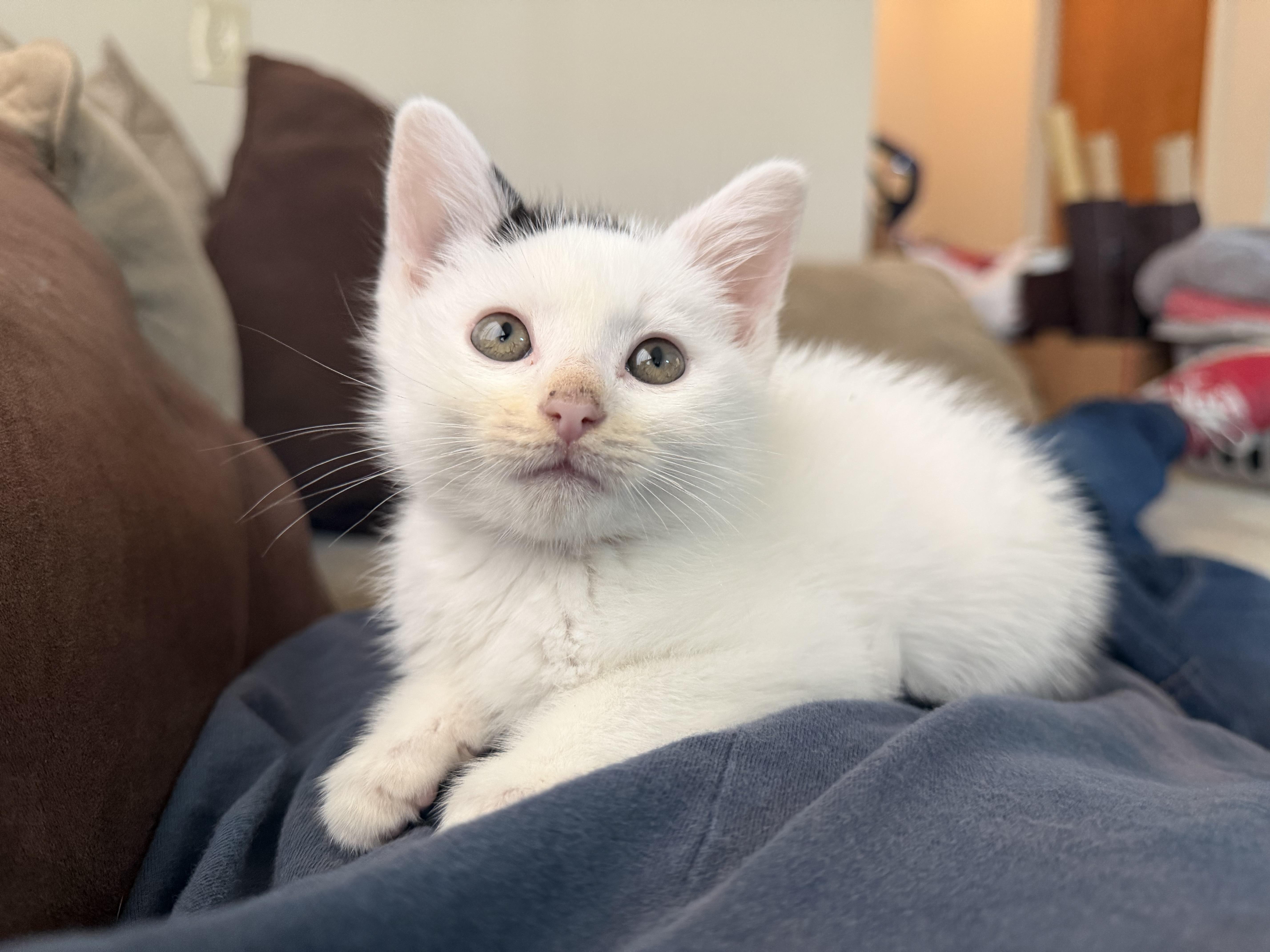 A baby small-sized male Domestic Medium Hair cat named Mo ! for adoption in Rio Linda, CA