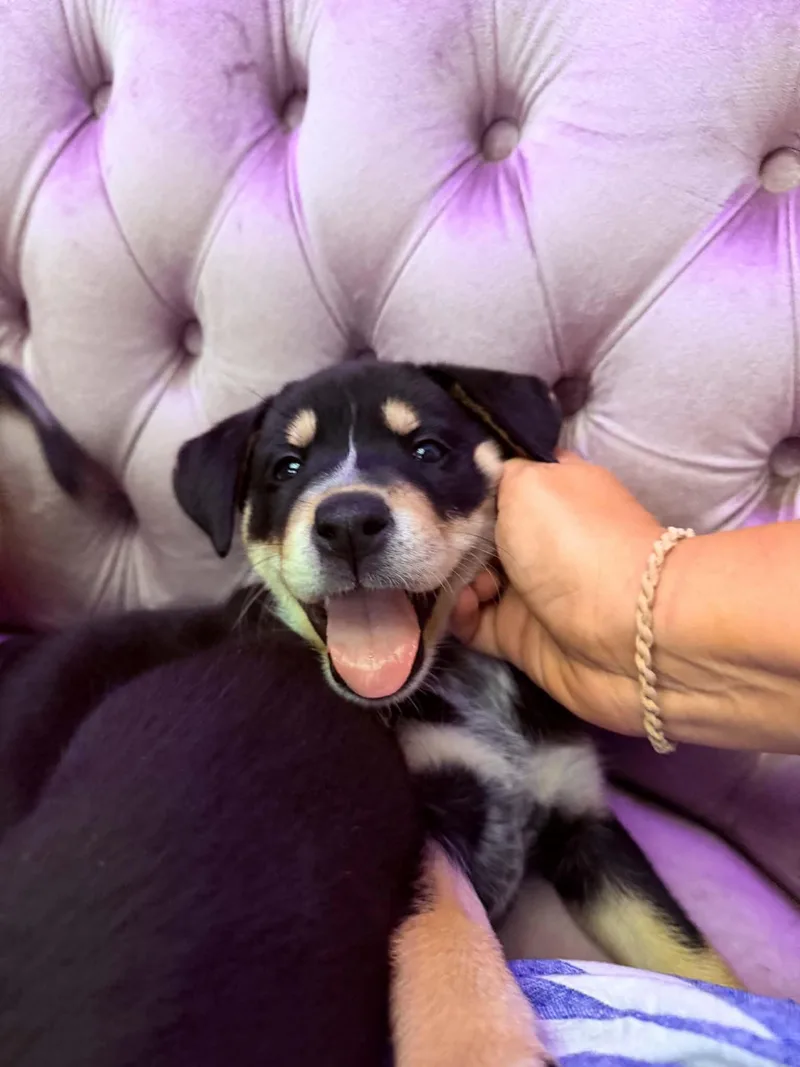 Abby thumbnail 3