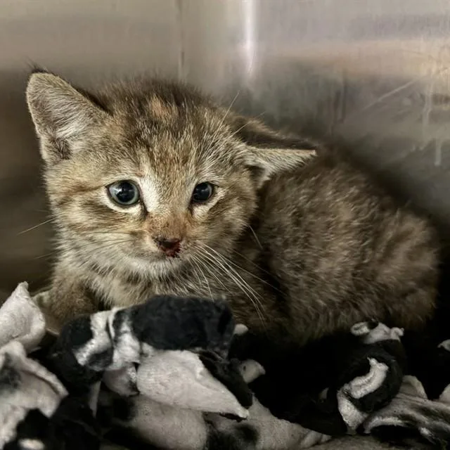 A baby small-sized female Domestic Short Hair cat named Unknown for adoption in Rancho Cucamonga, CA