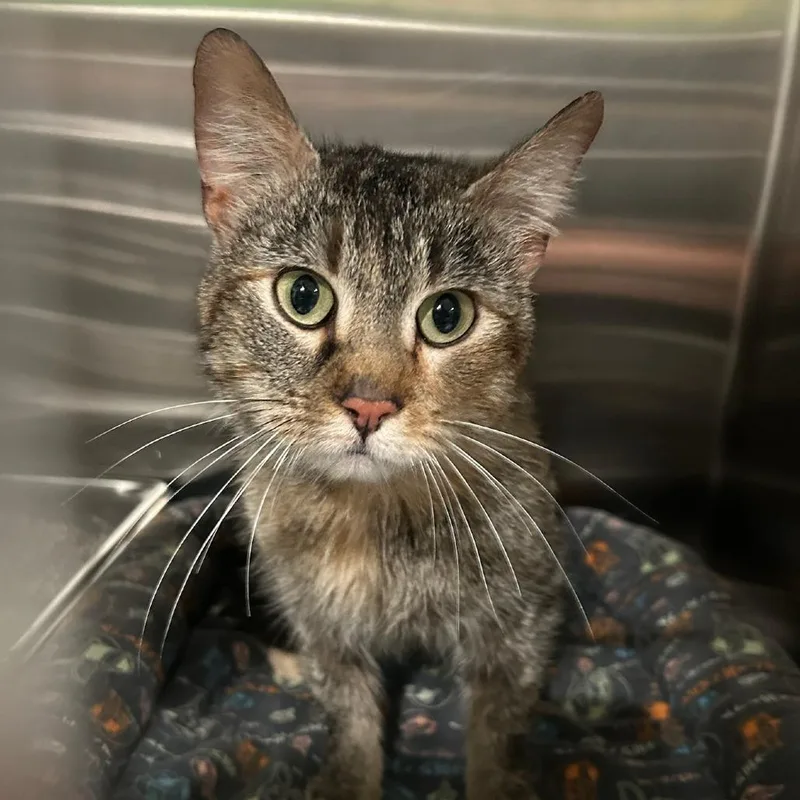 A young medium-sized female Torbie Domestic Short Hair cat named Auren for adoption in Belleville, IL
