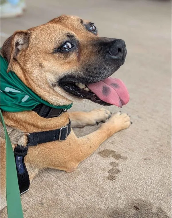 An adult large-sized male Black Mouth Cur dog named Rosco for adoption in Austin, TX