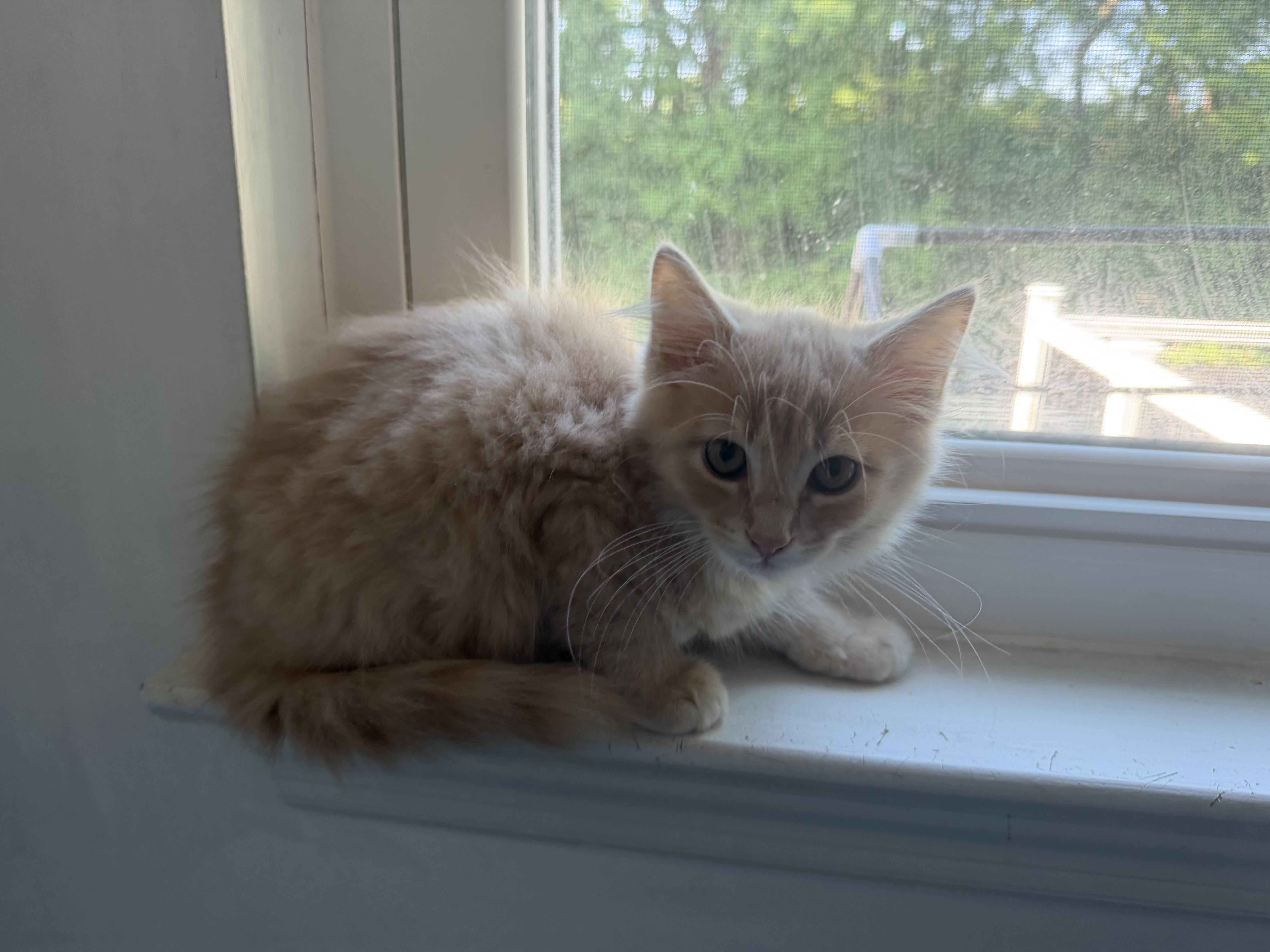 A baby medium-sized male Orange & White Tabby cat named Honey Lemon for adoption in Kenhorst, PA
