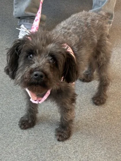 An adult small-sized female Mixed Breed dog named Ms Bailey for adoption in West Chester, PA