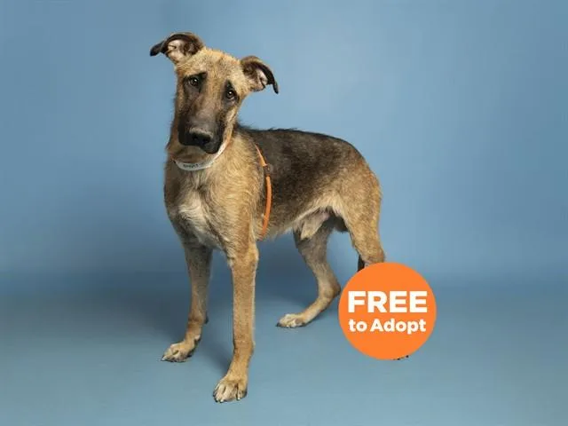 A young extra large-sized male German Shepherd Dog dog named Apollo for adoption in Phoenix, AZ