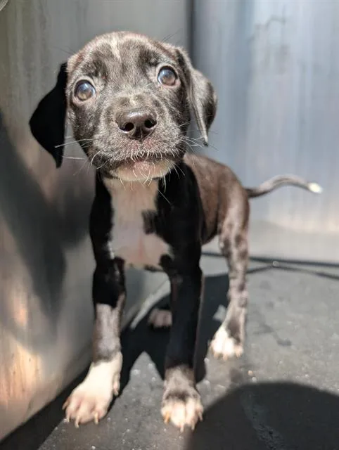 A baby small-sized female Labrador Retriever dog named Dakota for adoption in San Antonio, TX