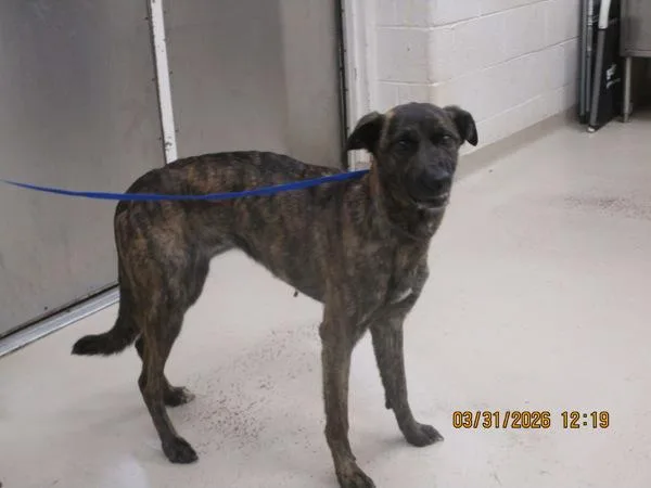 An adult medium-sized female Dutch Shepherd dog named Cinder for adoption in Marietta, GA