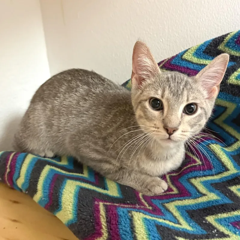 A baby small-sized male Gray / Blue / Silver Domestic Short Hair cat named Silver for adoption in Morrisville, VT