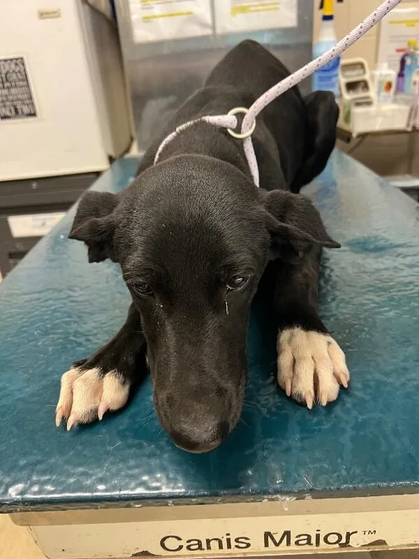An adult medium-sized male Black Mixed Breed dog named Casper for adoption in Mobile, AL