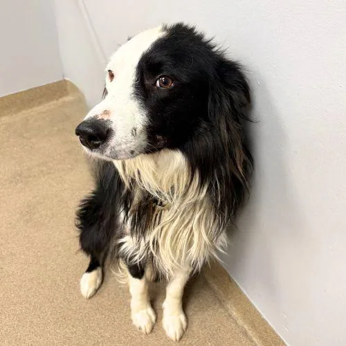A young medium-sized male Border Collie dog named Cricket for adoption in Aurora, CO