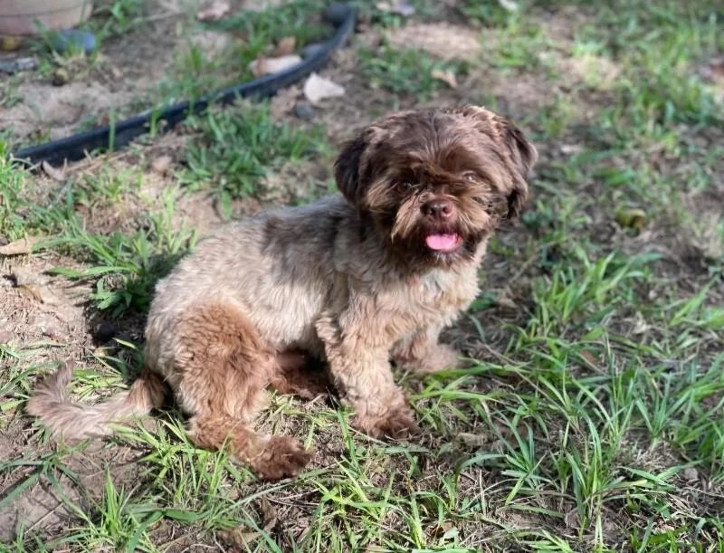 A young small-sized male Shih Tzu dog named Teddy B for adoption in Houston, TX