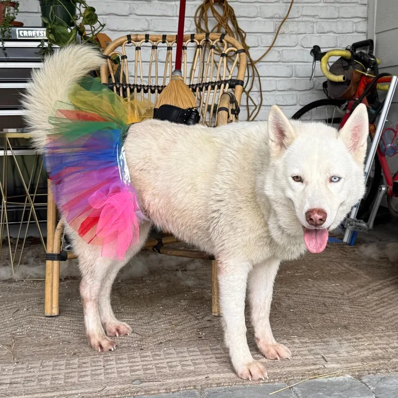 An adult large-sized female White / Cream Husky dog named Snowball for adoption in Houston, TX