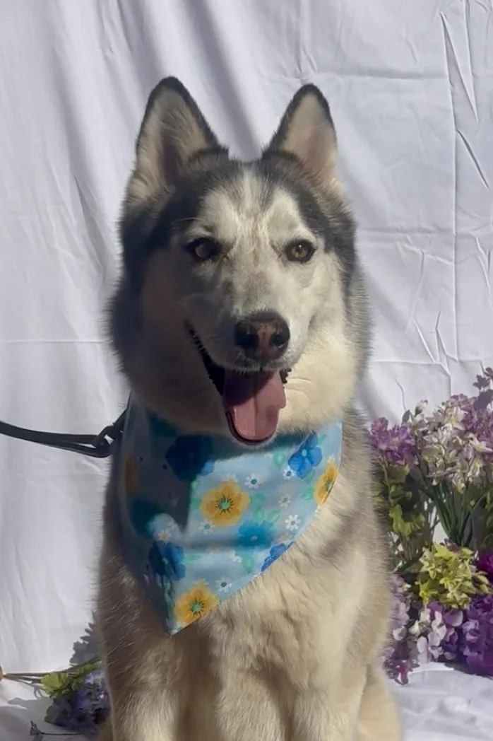 An adult medium-sized female Gray / Blue / Silver Husky dog named Elsa for adoption in Payson, AZ