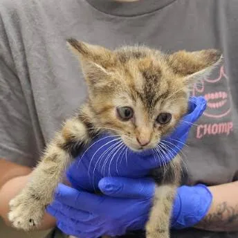 A baby small-sized female Brown / Chocolate Domestic Short Hair cat named Nacho for adoption in Starkville, MS