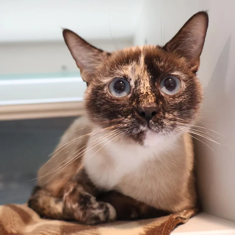 An adult medium-sized female Siamese cat named Tsubaki for adoption in Saint Charles, MO