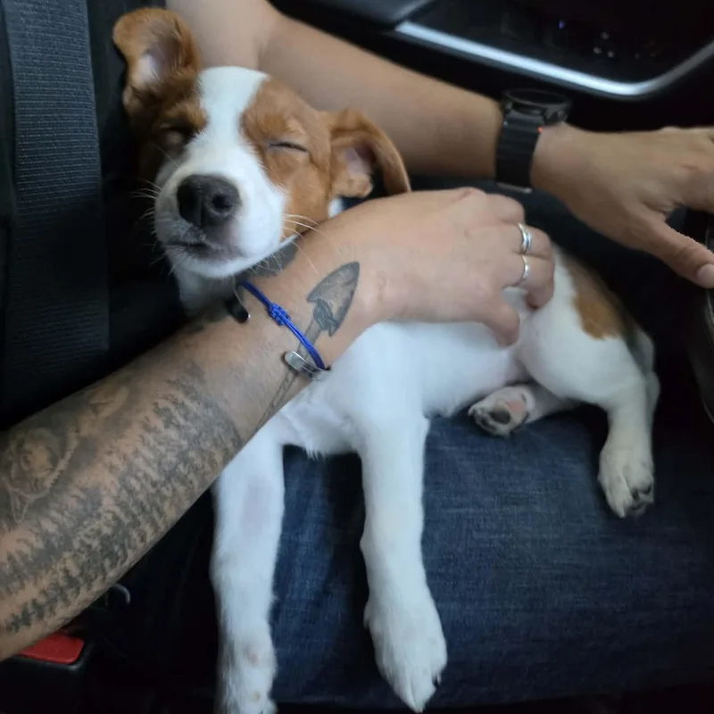 A baby small-sized male Jack Russell Terrier dog named Jelly for adoption in Stamford , CT