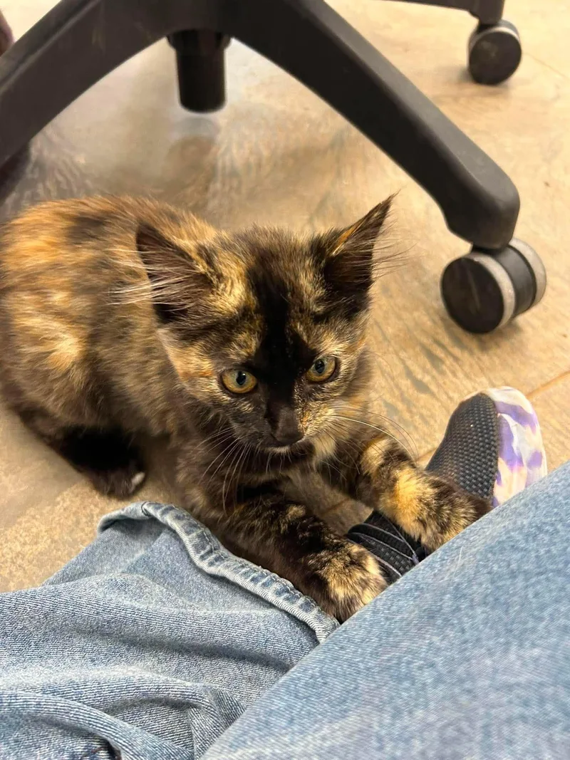 A young medium-sized female Tortoiseshell Domestic Medium Hair cat named Jitterbug for adoption in Roosevelt, UT