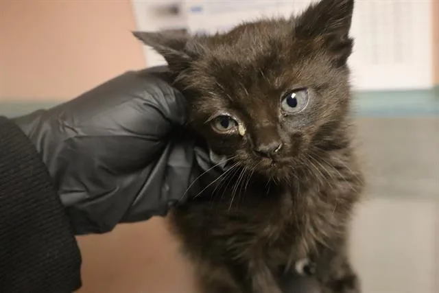 A baby small-sized male Domestic Short Hair cat named Doodle Bob for adoption in Columbia, SC