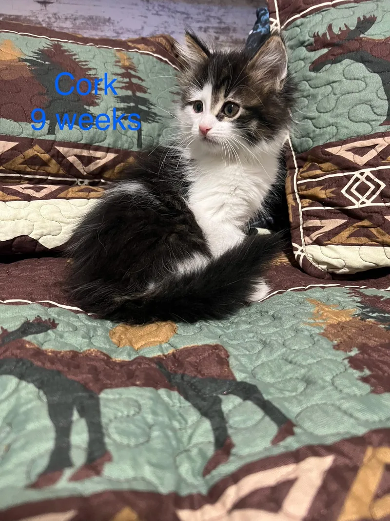 A baby small-sized male Domestic Long Hair cat named Cork for adoption in Davisburg, MI