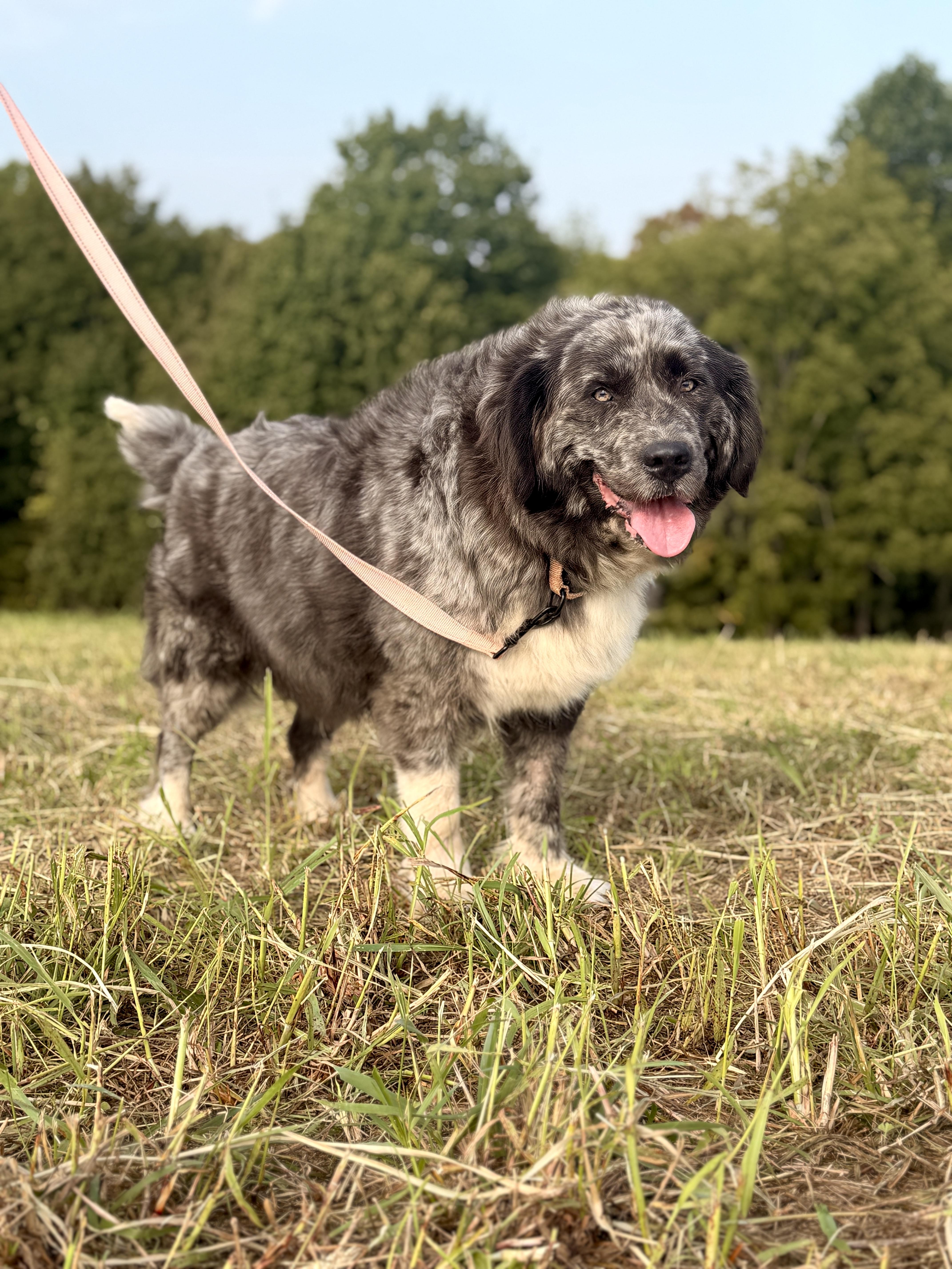 An adult extra large-sized female Gray / Blue / Silver Newfoundland Dog dog named Mia Transport for adoption in Gradyville, KY