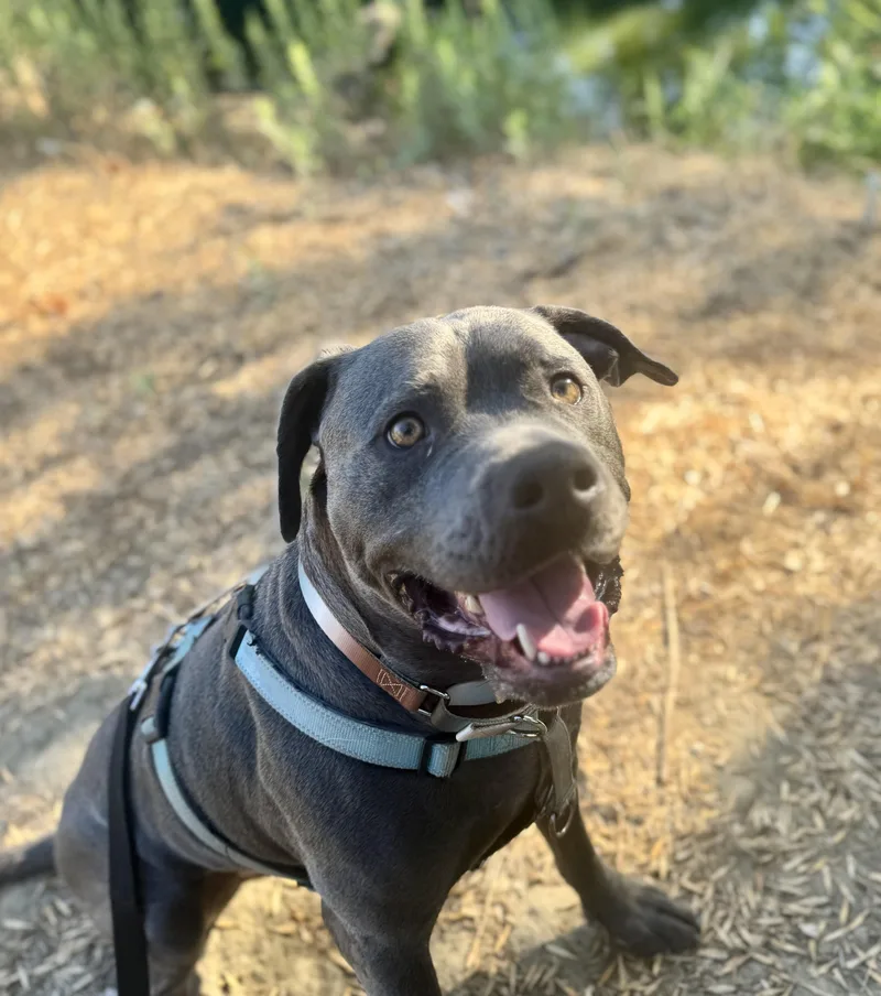 Muffinface thumbnail 3