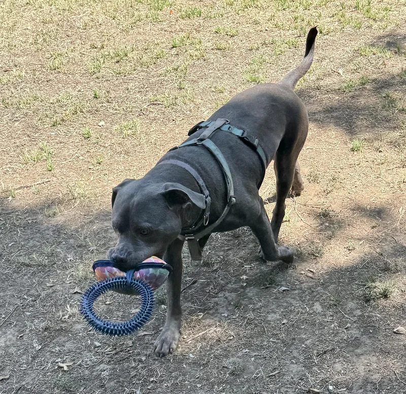 Muffinface thumbnail 4