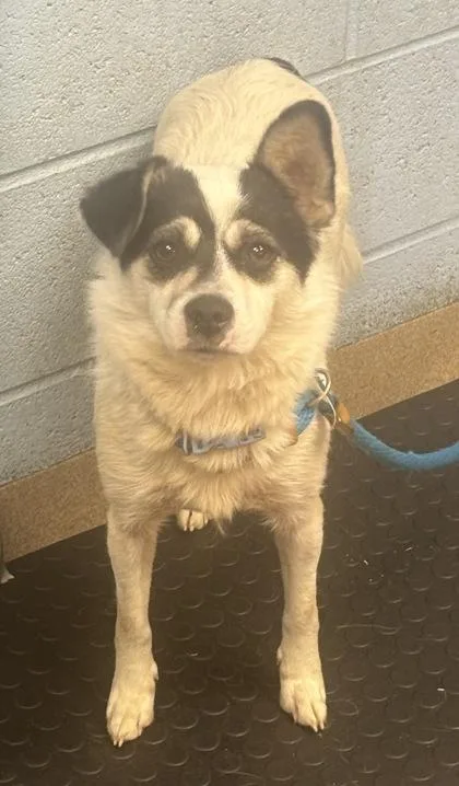 An adult small-sized female Mixed Breed dog named Kathleen Cauley for adoption in Chamblee, GA