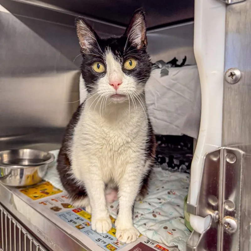 An adult large-sized female White Domestic Short Hair cat named Vera for adoption in Kennebunk, ME