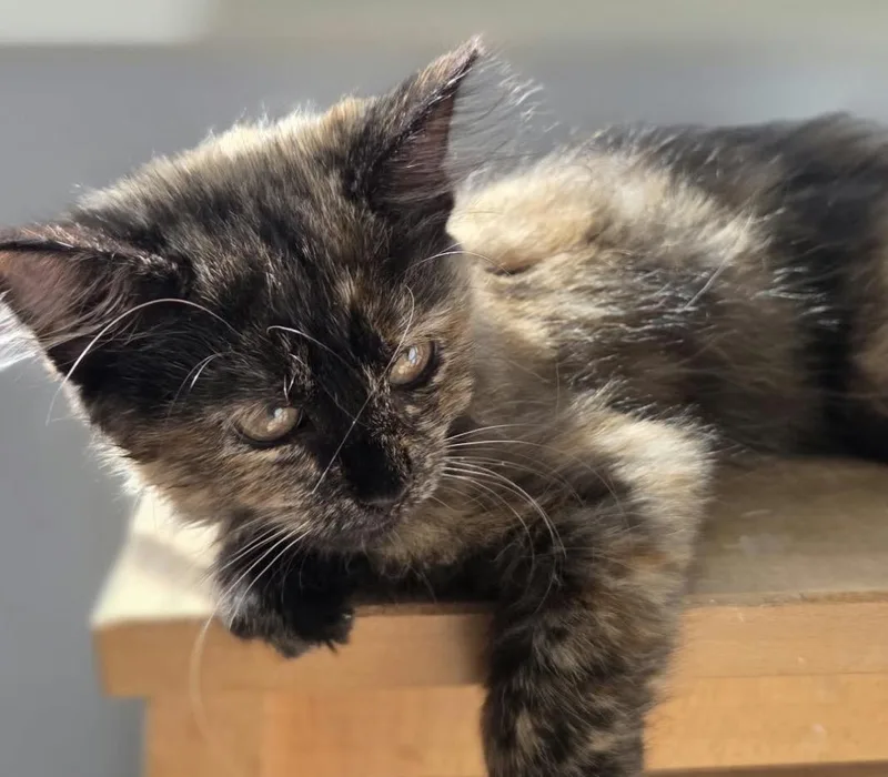 A baby small-sized female Domestic Long Hair cat named Stephanie for adoption in Maineville, OH
