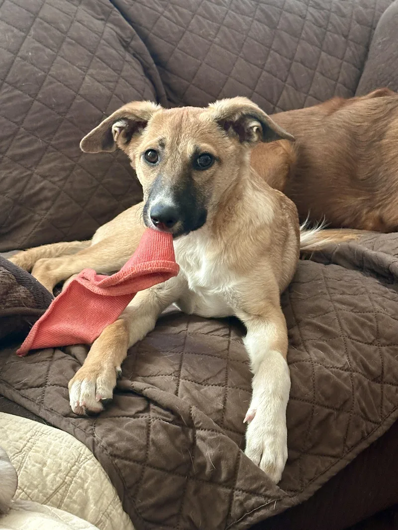 A baby medium-sized female Labrador Retriever dog named Kookie for adoption in San Diego, CA