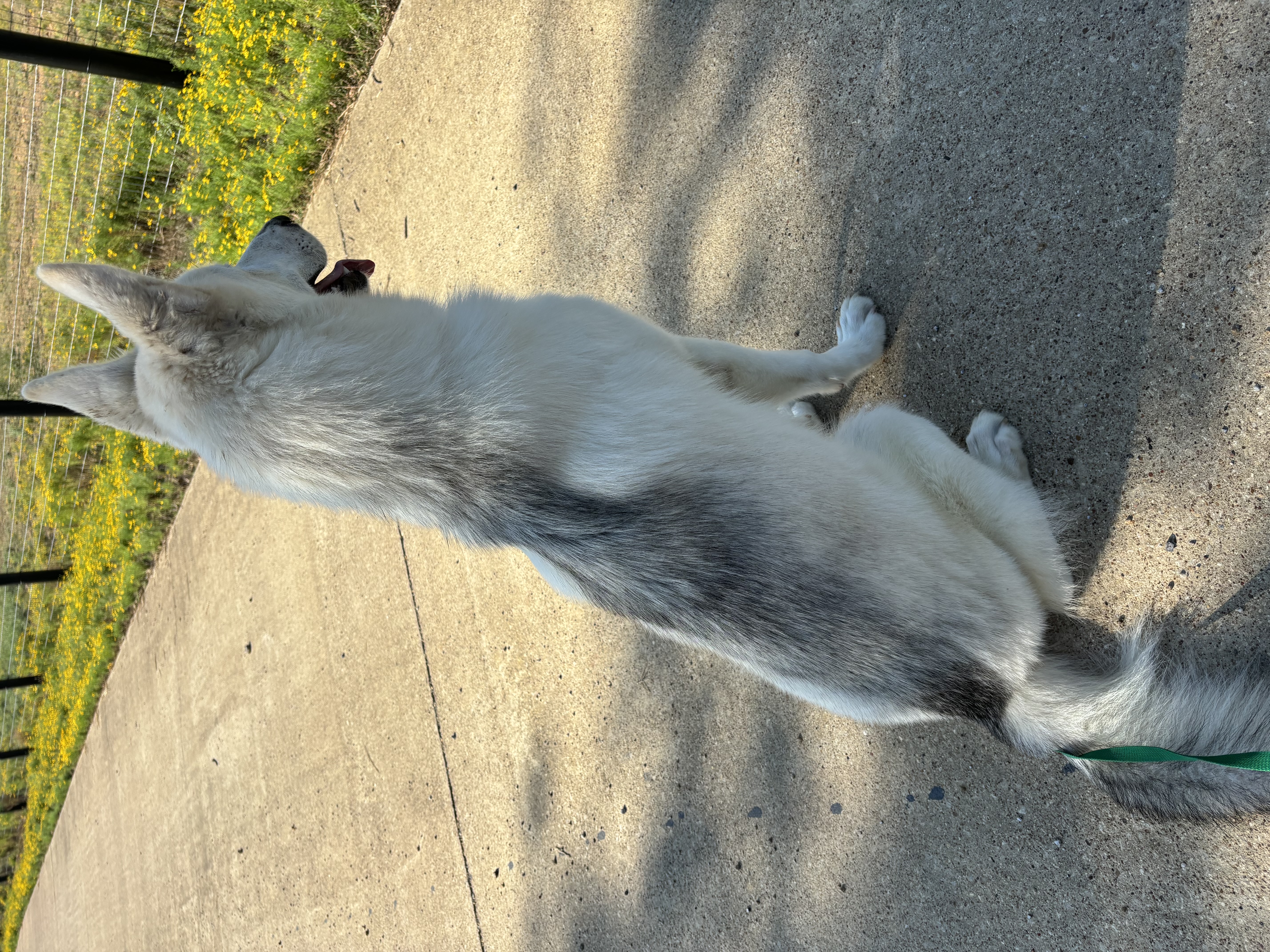 Mr Sterling thumbnail 2