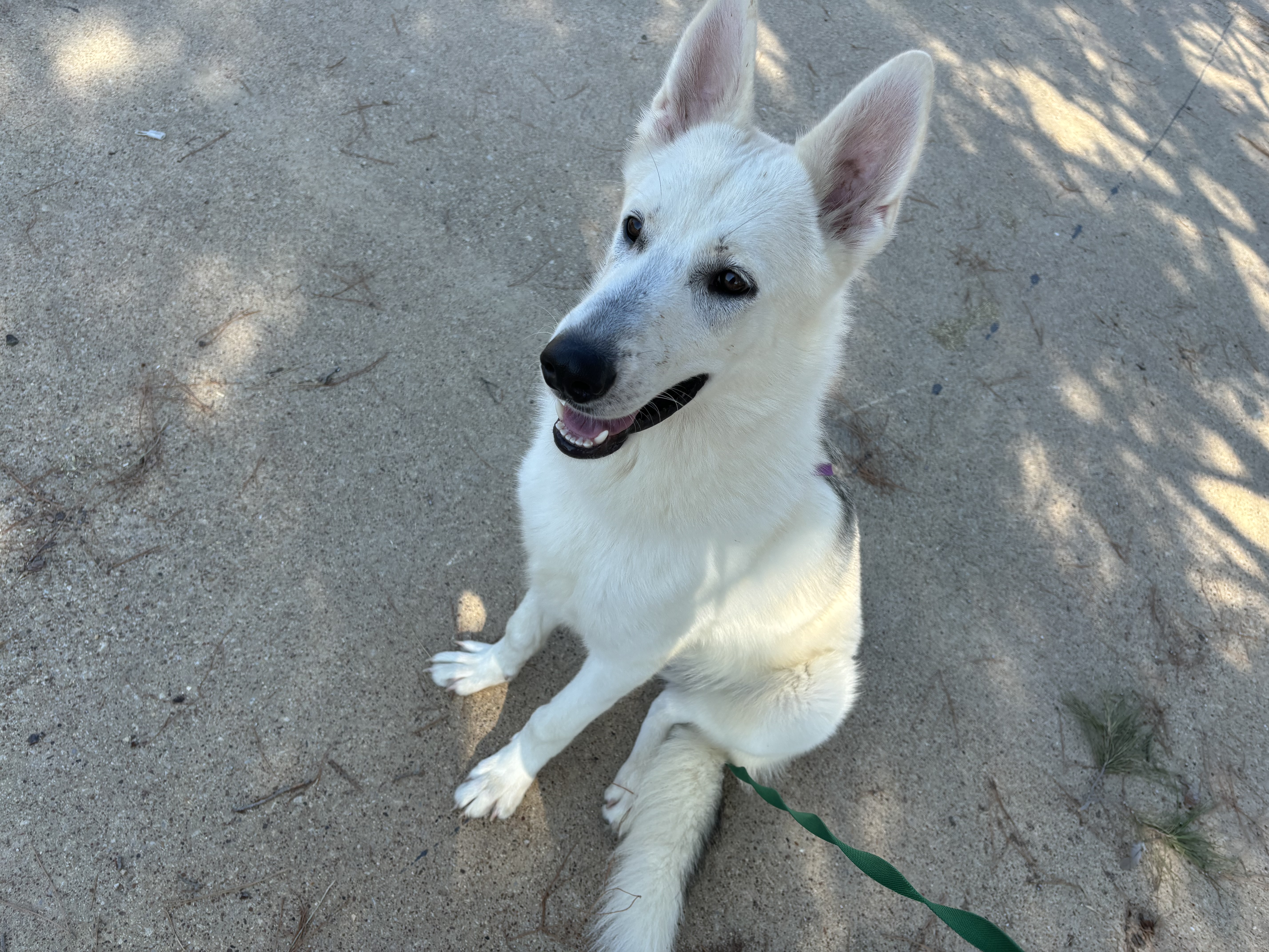 Mr Sterling thumbnail 3