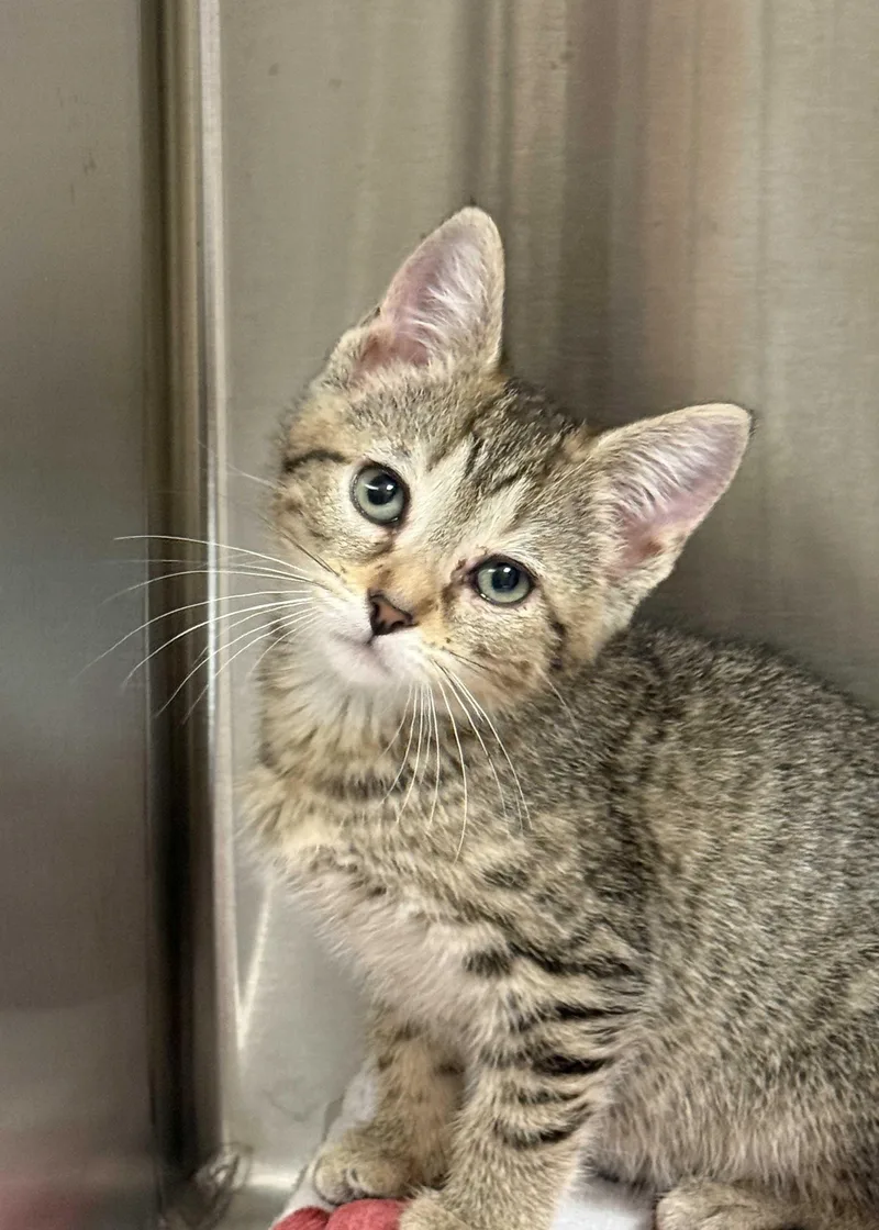 A young small-sized female Tabby (Brown / Chocolate) Domestic Short Hair cat named Cakepop for adoption in Aiken, SC