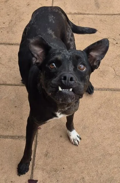 A young medium-sized female Catahoula Leopard Dog dog named Raven for adoption in Shreveport, LA