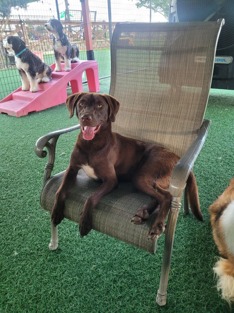 A young medium-sized female Brown / Chocolate Chocolate Labrador Retriever dog named Nola for adoption in Dallas, TX
